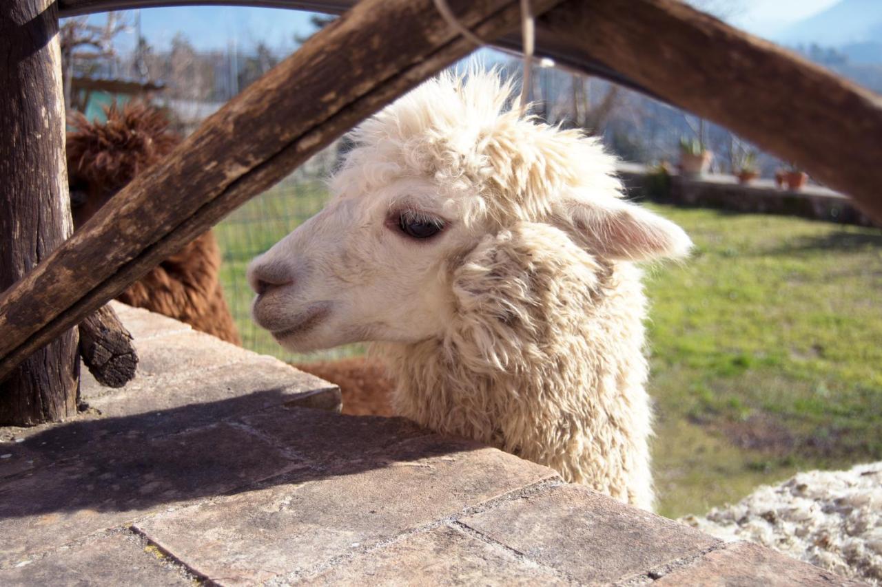 Montanari Agrivillage Νάρνη Εξωτερικό φωτογραφία